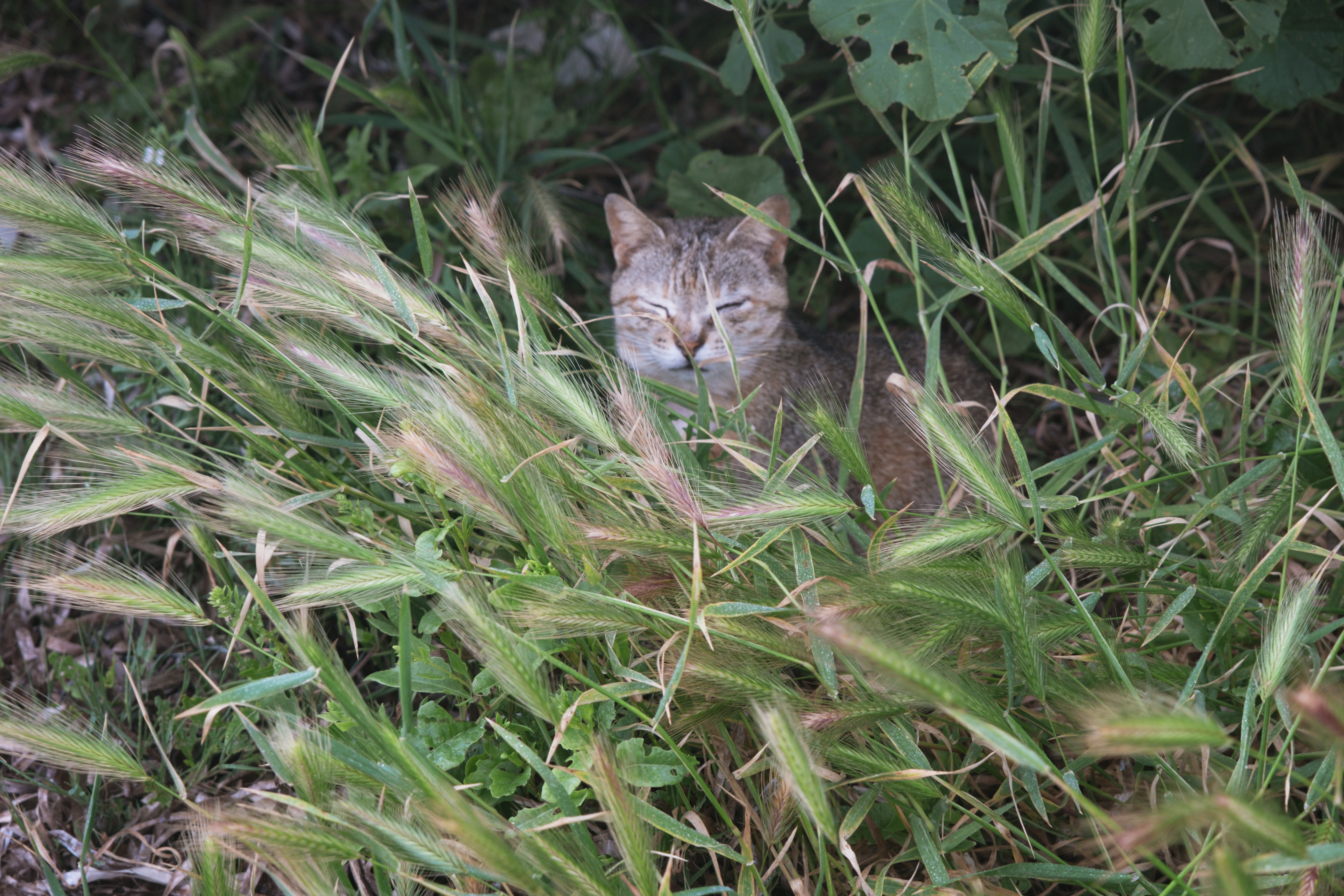 Animal care and humane education